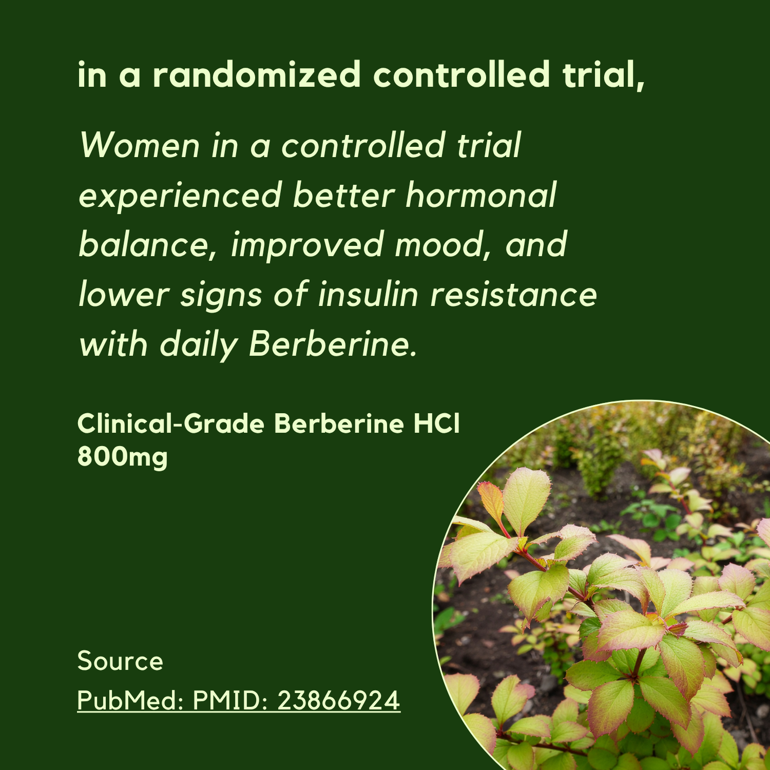 Berberine SyncCycle®: Daily Rhythm Supplement
